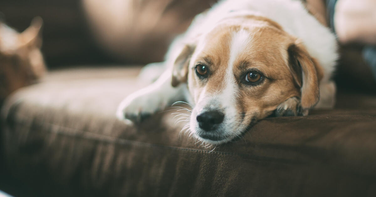 Die beste Ver­sicherung für Hunde