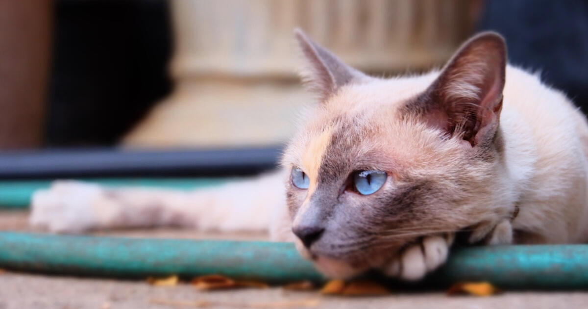 Die beste Ver­sicherung für Katzen
