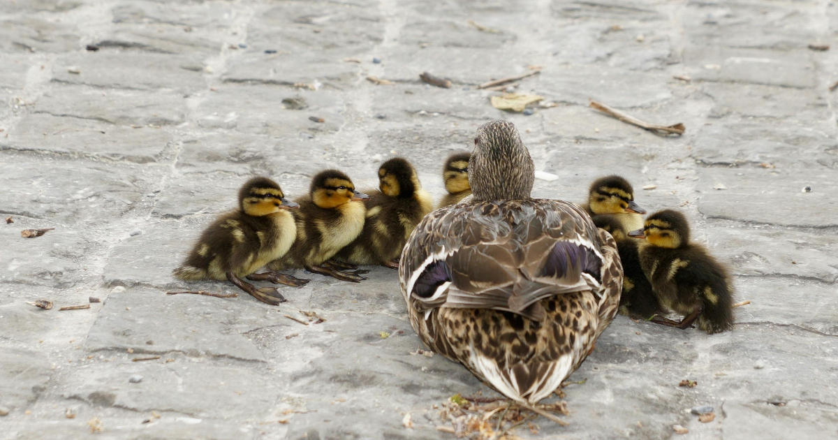 Diese Schweizer Kranken­kassen bieten den höchsten Familien­rabatt