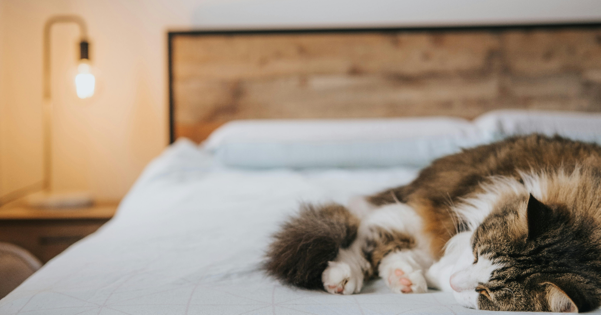 Mit Hund, Katze und Co. in die Schweiz umziehen: Diese Regeln gelten für Haustiere